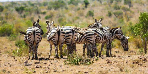 Tsavo Ost Nationalpark