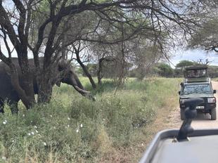 Elefantenbeobachtung auf Safari in der Serengeti