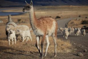 Lama in Patagonien