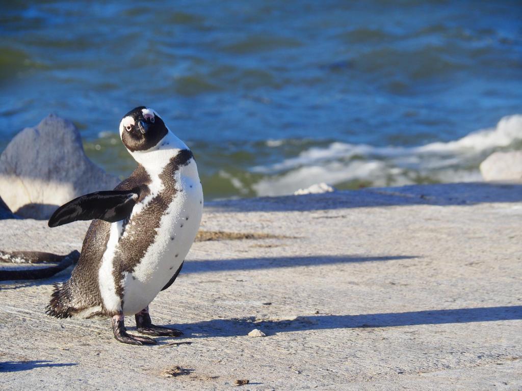 Pinguin am Boulders Beach