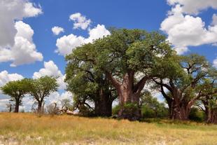 Baobabs