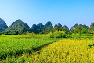 Aussicht über die Reisfelder in Yangshuo 