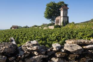 Weinreben bei Meursault
