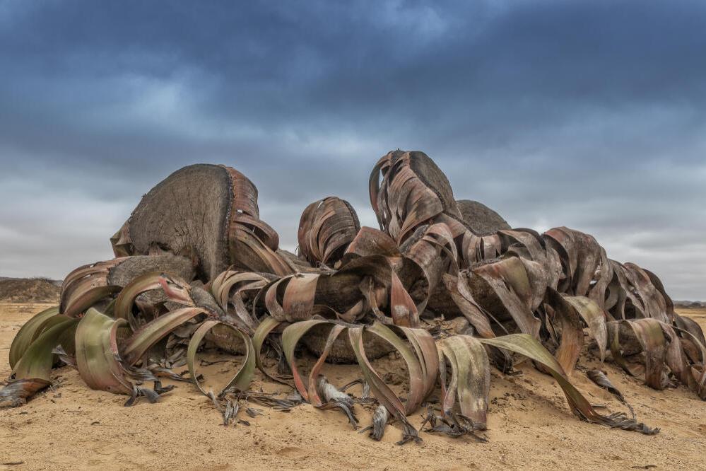 Welwitschia mirabilis im Iona Nationalpark