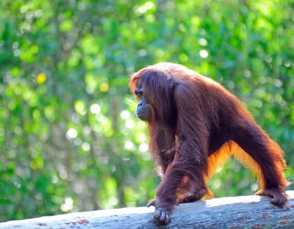 Orang Utan auf Baumstamm 
