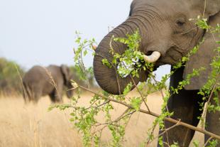 Elefant