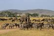 Serengeti Nationalpark Elefanten und Zebras