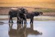 Elefanten im Wasserloch im Hwange-Nationalpark 