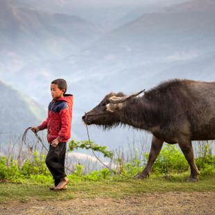 Ein Junge führt einen Wasserbüffel durch die Berge, Vietnam