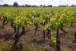 Weinreben in Médoc