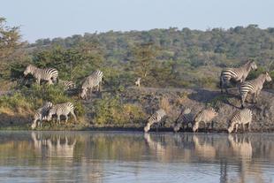 Zebras, die im Lake Mburo Nationalpark Wasser trinken