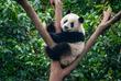 Panda in Chengdu