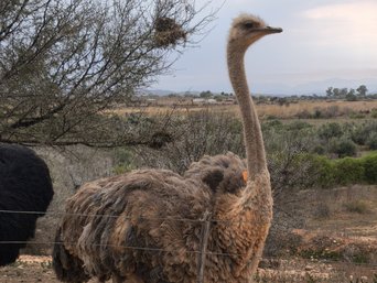 Ein Strauß in Oudtshoorn in Südafrika 