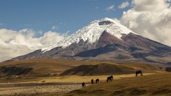 Cotopaxi Vulkan und Wildpferde, Ecuador 