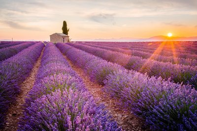 Lavendelfeld bei Sonnenuntergang, Provence, Frankreich