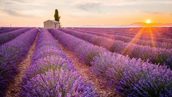 Lavendelfeld bei Sonnenuntergang, Provence, Frankreich
