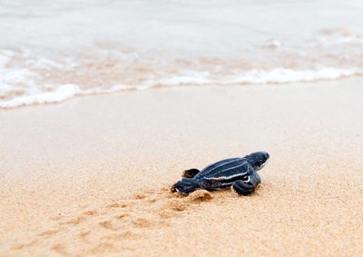 Babyschildkröte am Strand, Costa Rica