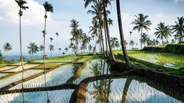 Lombok: Reisanbau