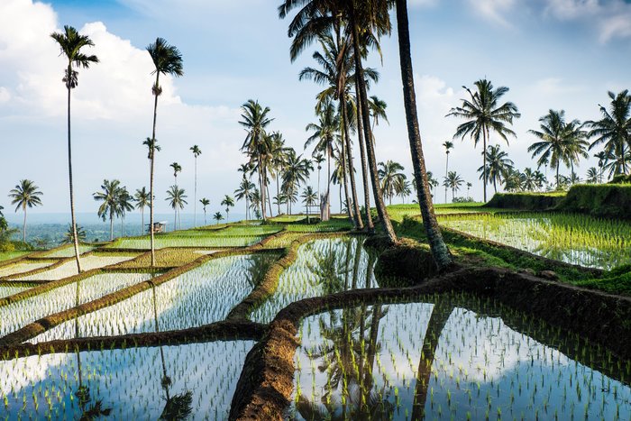 Lombok: Reisanbau