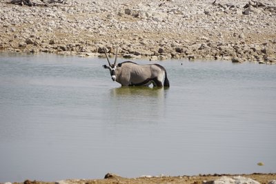 Oryx Antilope in Wasser
