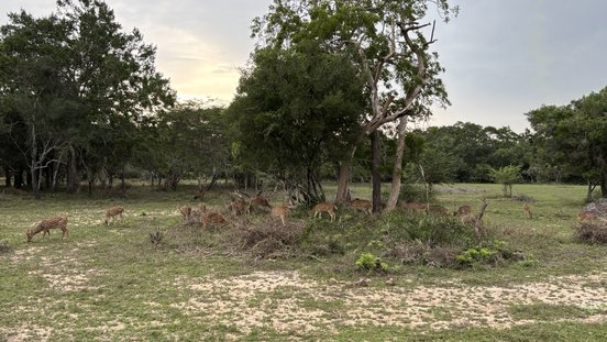 Tiere in Wilpattu Nationalpark Tiere in Wilpattu Nationalpark