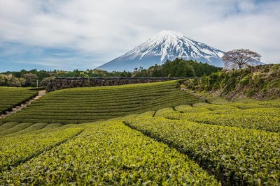 Teeplantagen Grüner Tee am Mount Fuji Japan
