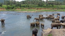 Pinnawela, Elefanten im Fluss, Sri Lanka