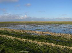 Deichwiesen Nordsee