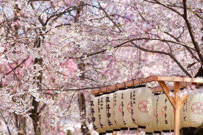 Kirschblüten Japan