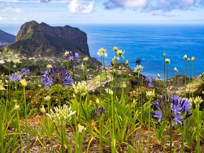 Blumenwiese an der Küste von Madeira