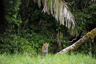 Costa Rica Positives SKR Gast Jaguar