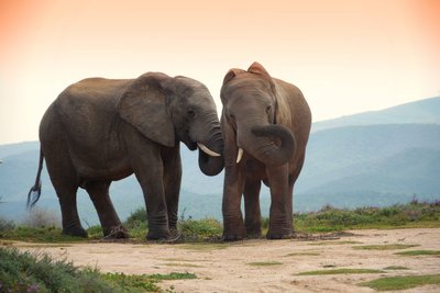 Elefantenpaar Südafrika