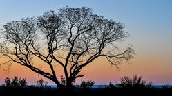 Baum, Sambia