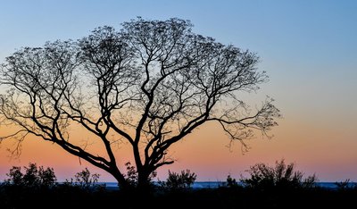 Baum, Sambia
