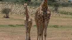 Giraffe Namibia