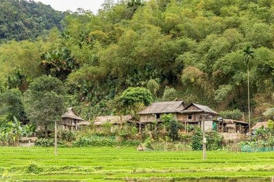 grüne Reisfelder in Mai_Chau und Holzhäuser