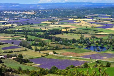 Rundreise Provence_Landschaft_mit_Lavenderbluete