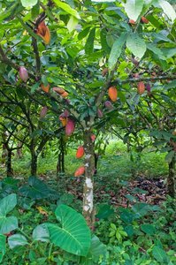 Kakaobaum in Brasilien