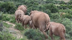 Elefanten, Südafrika