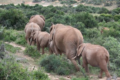 Elefanten, Südafrika