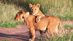 Löwin mit Baby, Kenia
