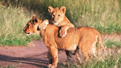 Löwin mit Baby, Kenia