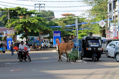 Kuh auf Fahrbahn, Sri Lanka