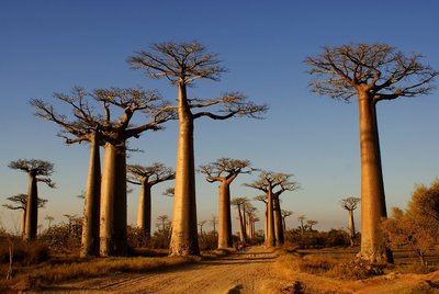 Affenbrotbaum in Madagaskar