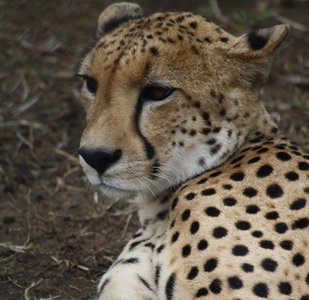 Sehenswürdigkeiten Südafrika, Leopard im Krüger Nationalpark