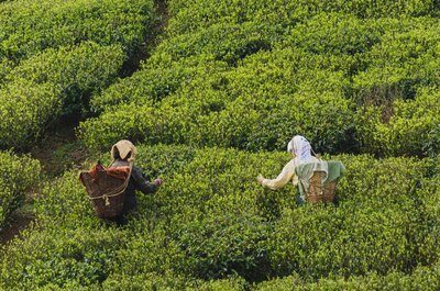 Teepflücker in Darjeeling, Indien