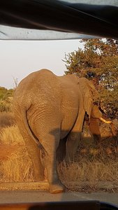 Elefant in nächster Nähe im Kruger Nationalpark
