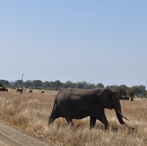 Blick auf einen Elefanten im Krüger Nationalpark in Südafrika