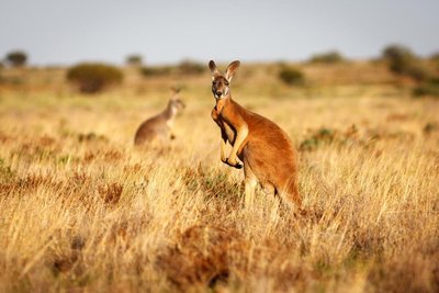 Känguru im australischen Outback