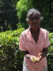 Ceylon-Tee und Frau, Sri Lanka